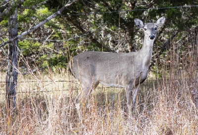 White Tail Deer Frederickburgh TX 2019